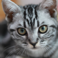 bobcat 宠物app下载