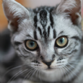 bobcat宠物app下载